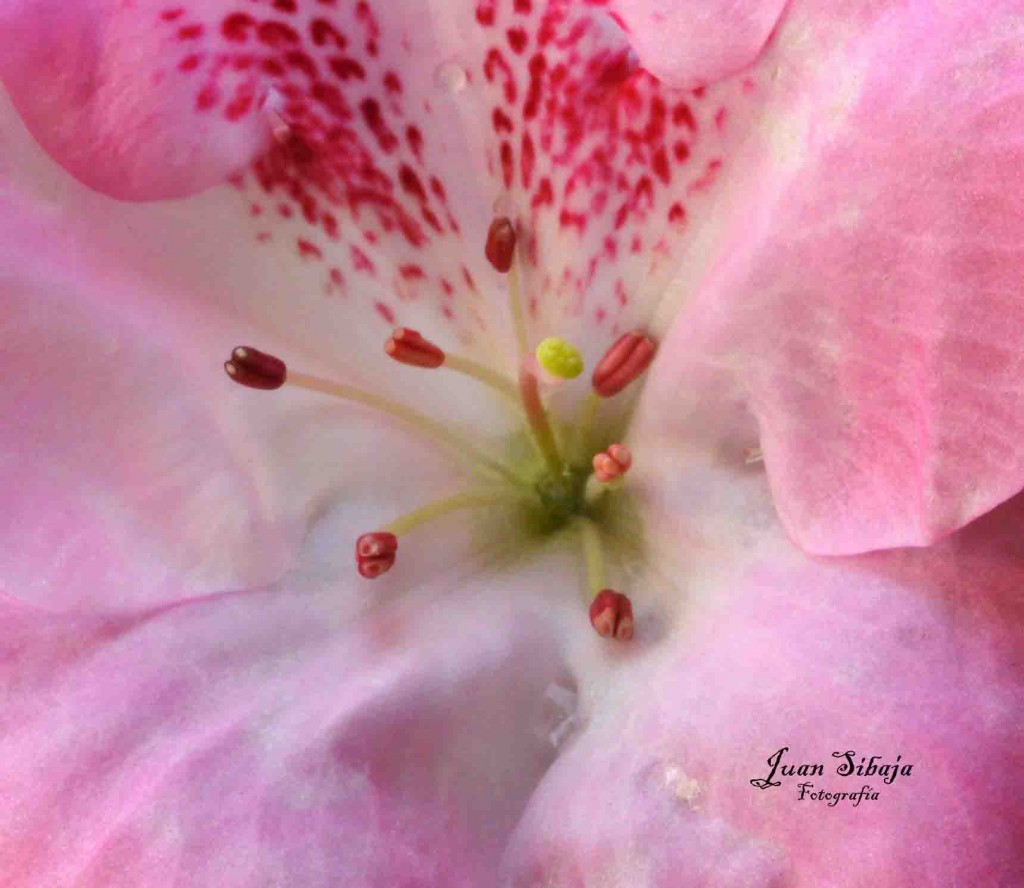 Foto de Alajuela, Costa Rica