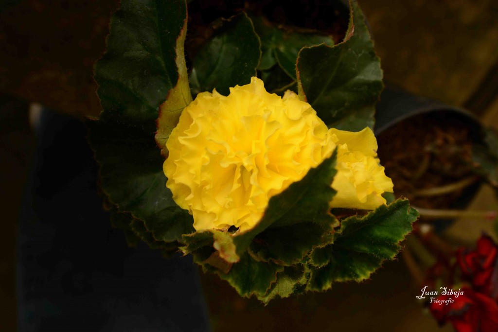 Foto de Alajuela, Costa Rica