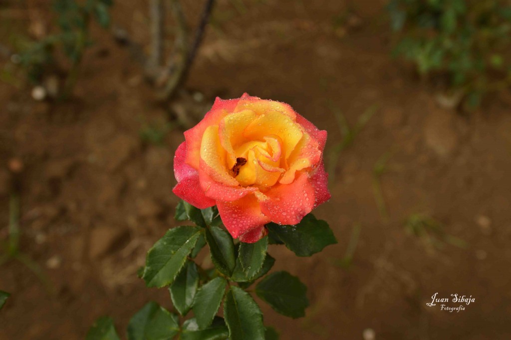 Foto de Alajuela, Costa Rica