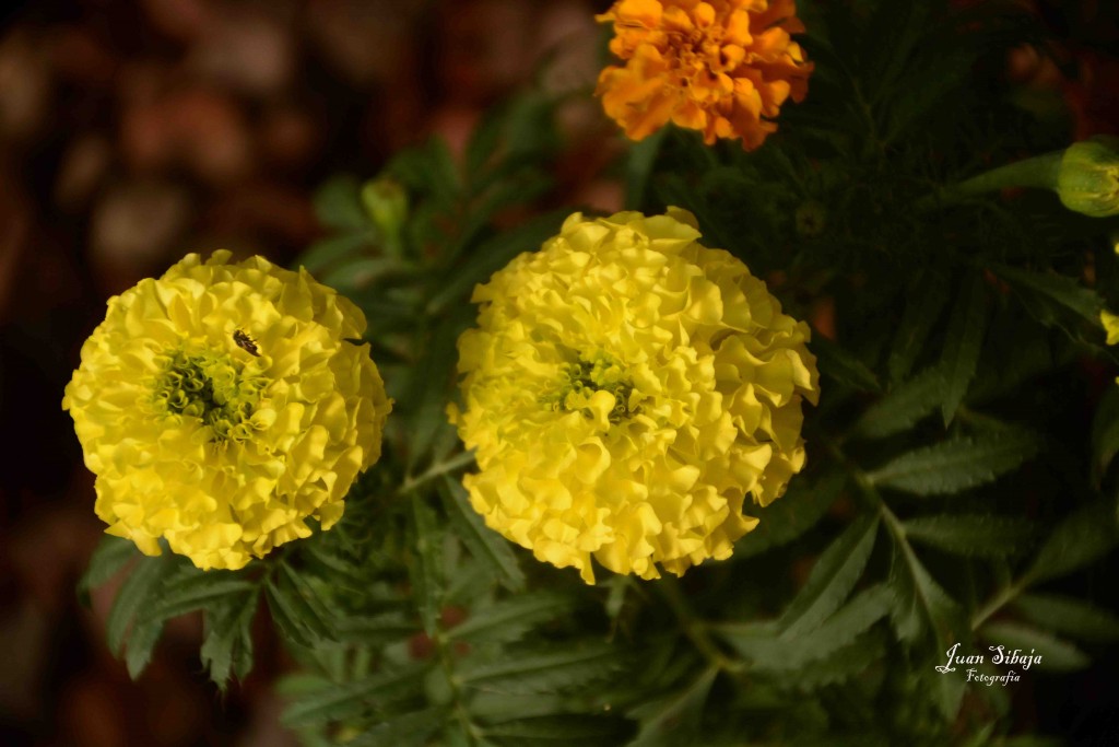 Foto de Alajuela, Costa Rica