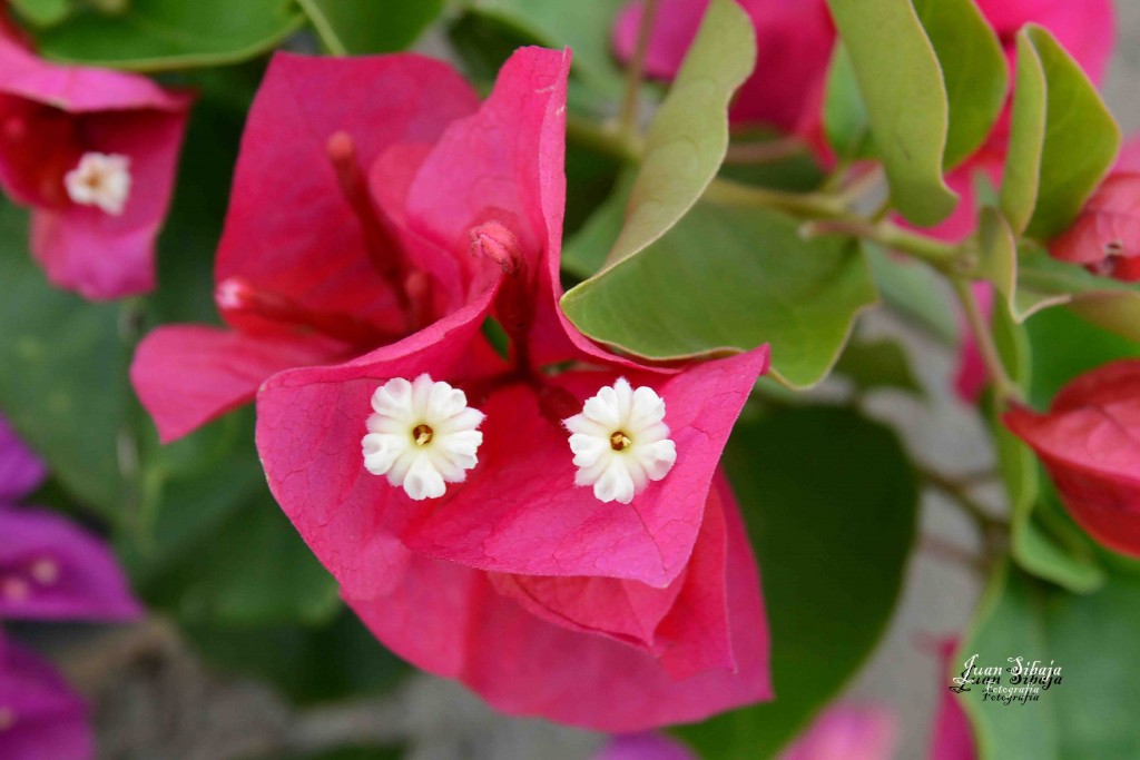 Foto de Alajuela, Costa Rica