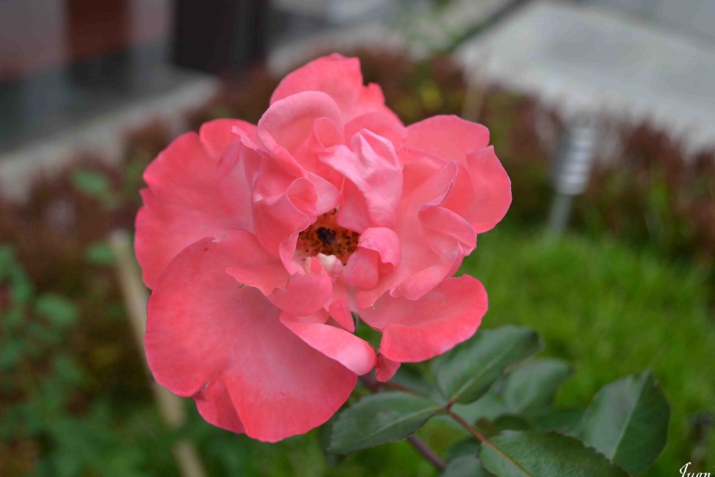 Foto de Alajuela, Costa Rica