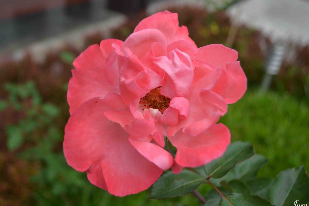 Foto de Alajuela, Costa Rica