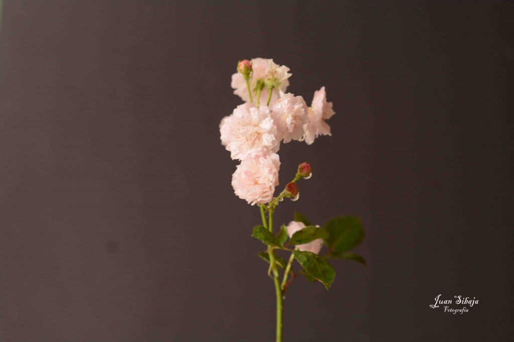 Foto de Alajuela, Costa Rica