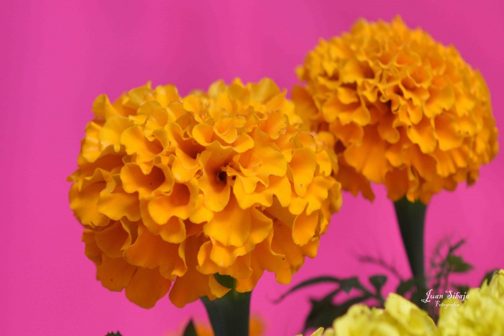 Foto de Alajuela, Costa Rica