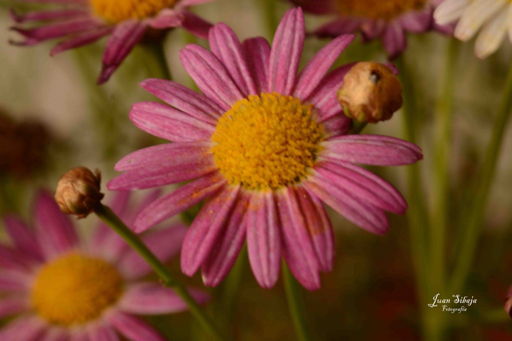 Foto de Alajuela, Costa Rica