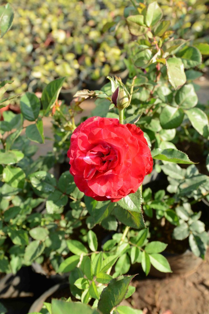 Foto de Alajuela, Costa Rica