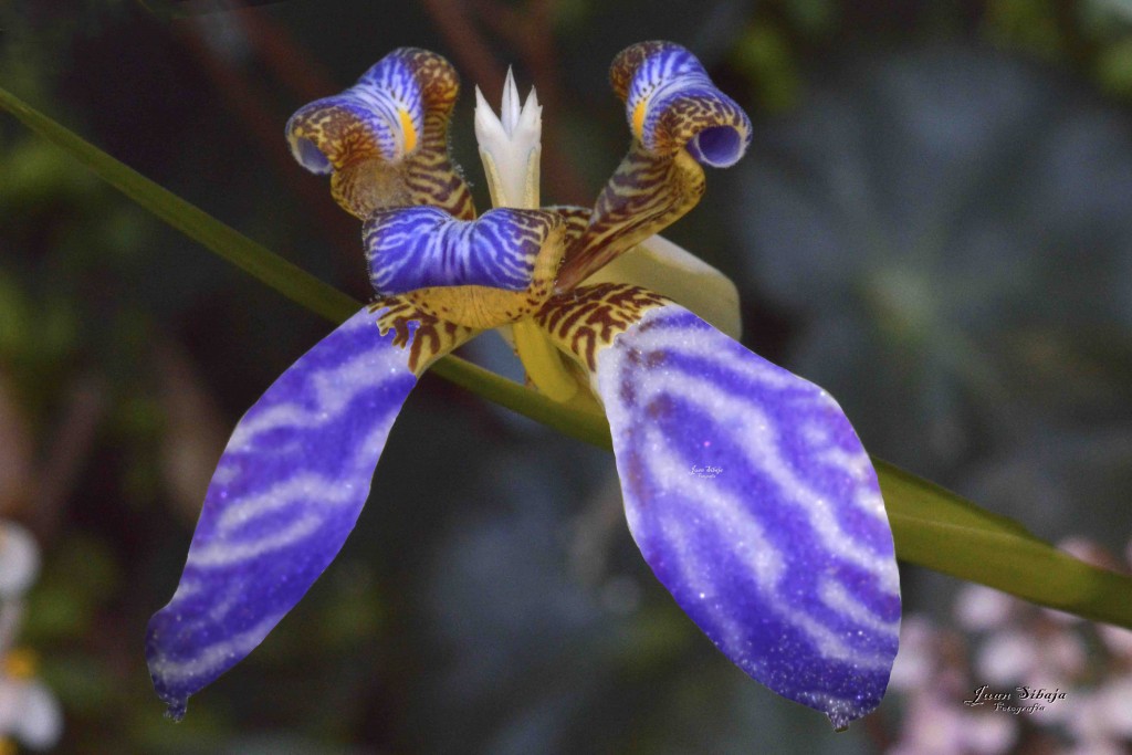 Foto de Alajuela, Costa Rica