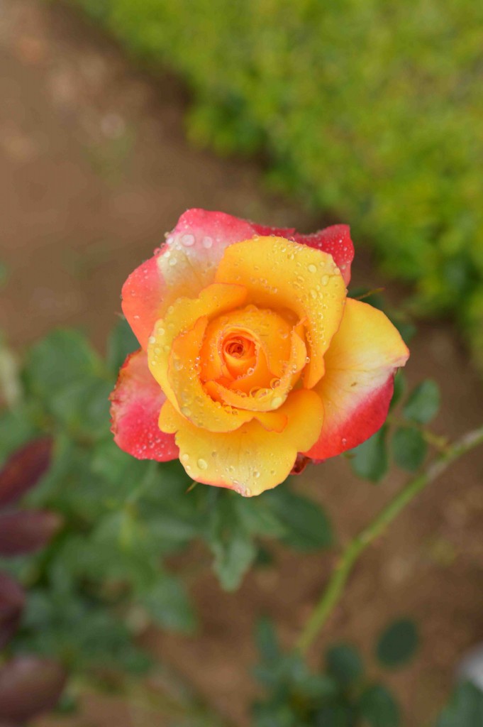 Foto de Alajuela, Costa Rica