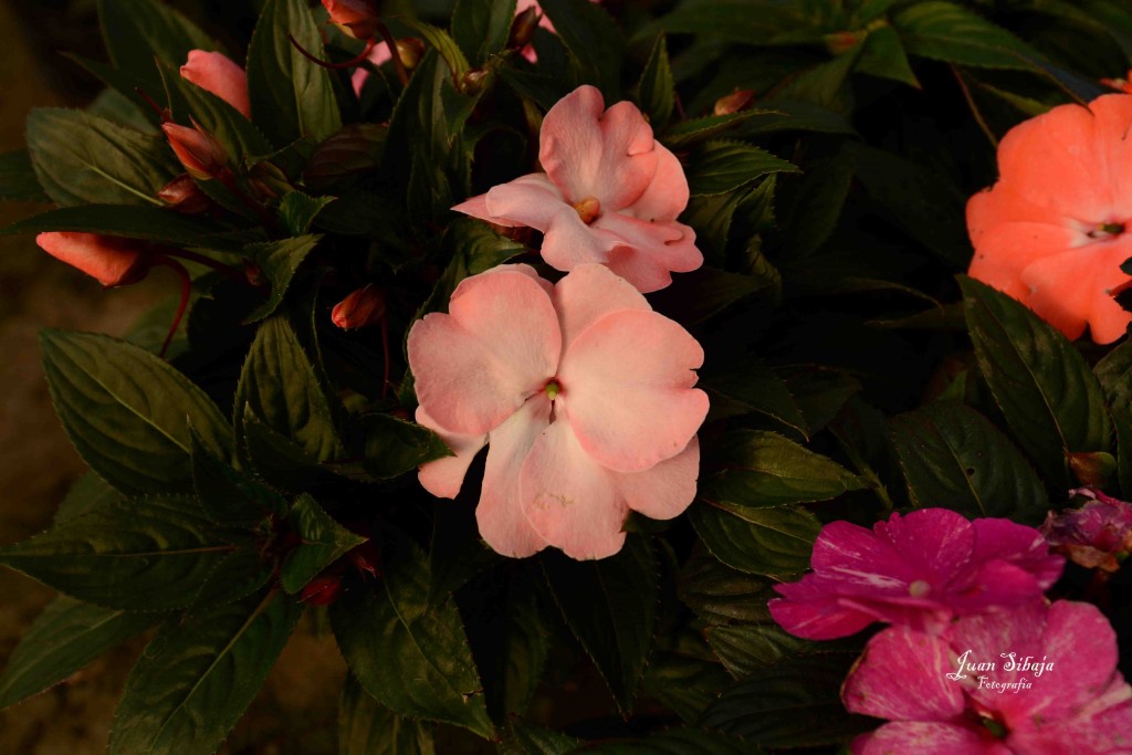 Foto de Alajuela, Costa Rica