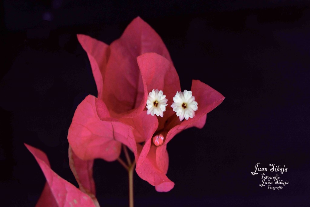 Foto de Alajuela, Costa Rica