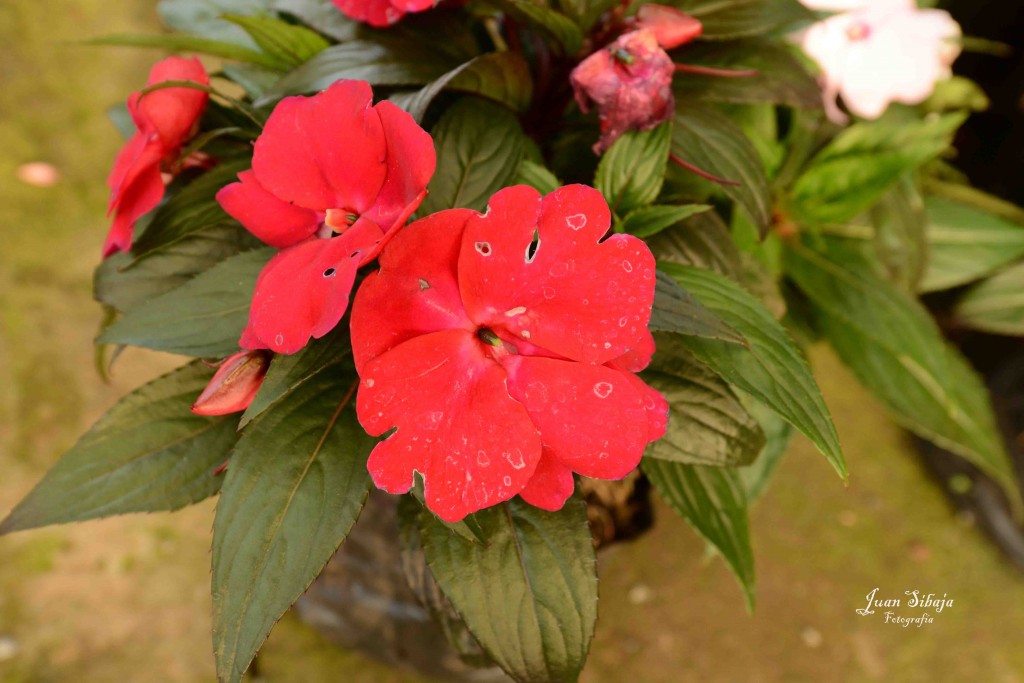 Foto de Alajuela, Costa Rica