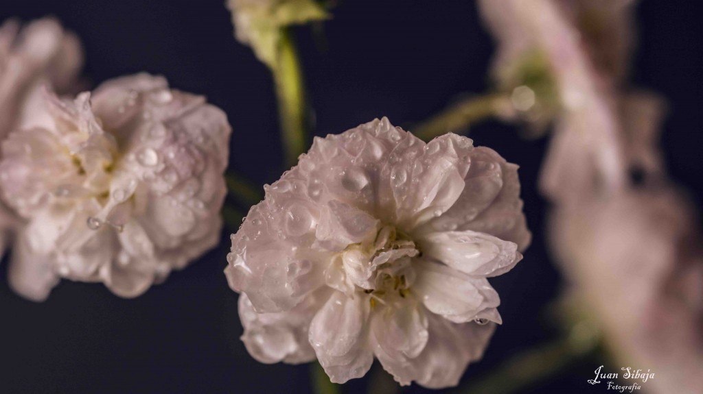 Foto de Alajuela, Costa Rica