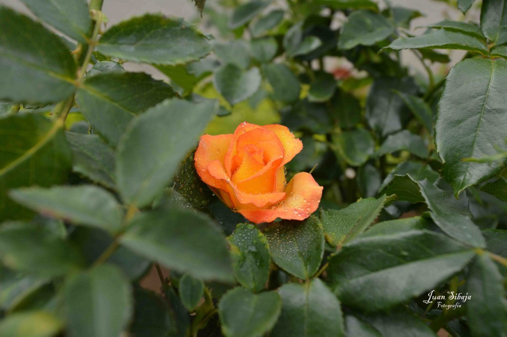 Foto de Alajuela, Costa Rica