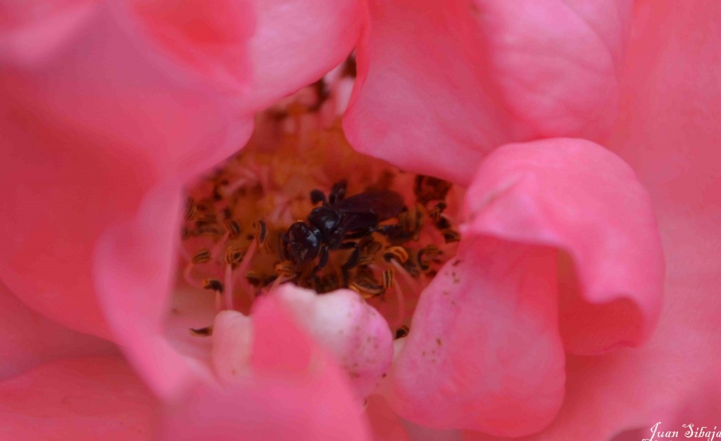 Foto de Alajuela, Costa Rica