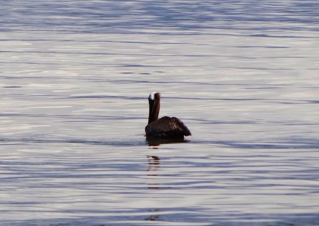 Foto: Los Haitises - Parque Nacional Los Haitises (Hato Mayor), República Dominicana