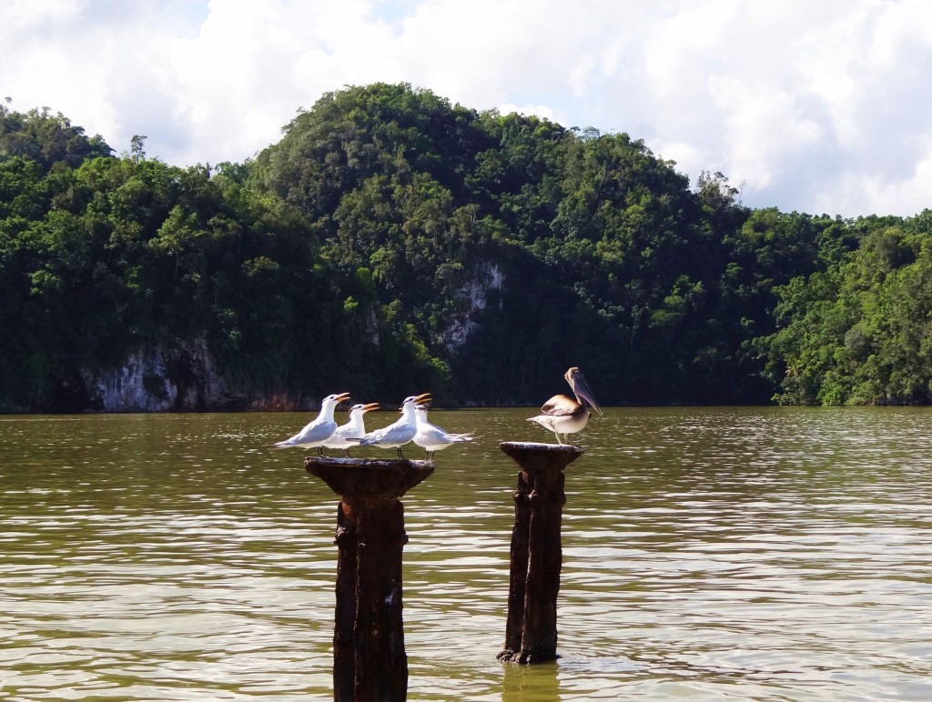 Foto: Los Haitises - Parque Nacional Los Haitises (Hato Mayor), República Dominicana