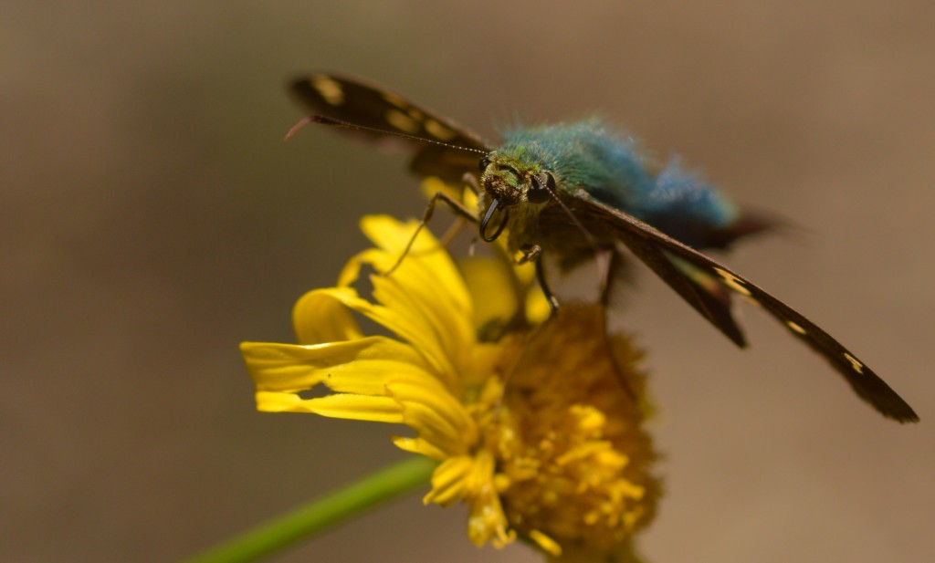 Foto de Alajuela, Costa Rica