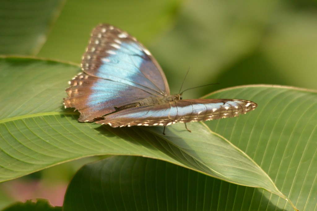 Foto de Alajuela, Costa Rica