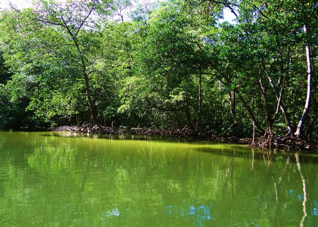 Foto: Parque Nacional Los Haitises - Parque Nacional Los Haitises (Hato Mayor), República Dominicana