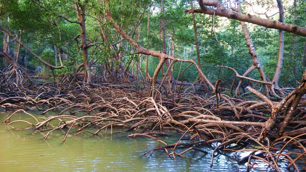 Foto: Parque Nacional Los Haitises - Parque Nacional Los Haitises (Hato Mayor), República Dominicana