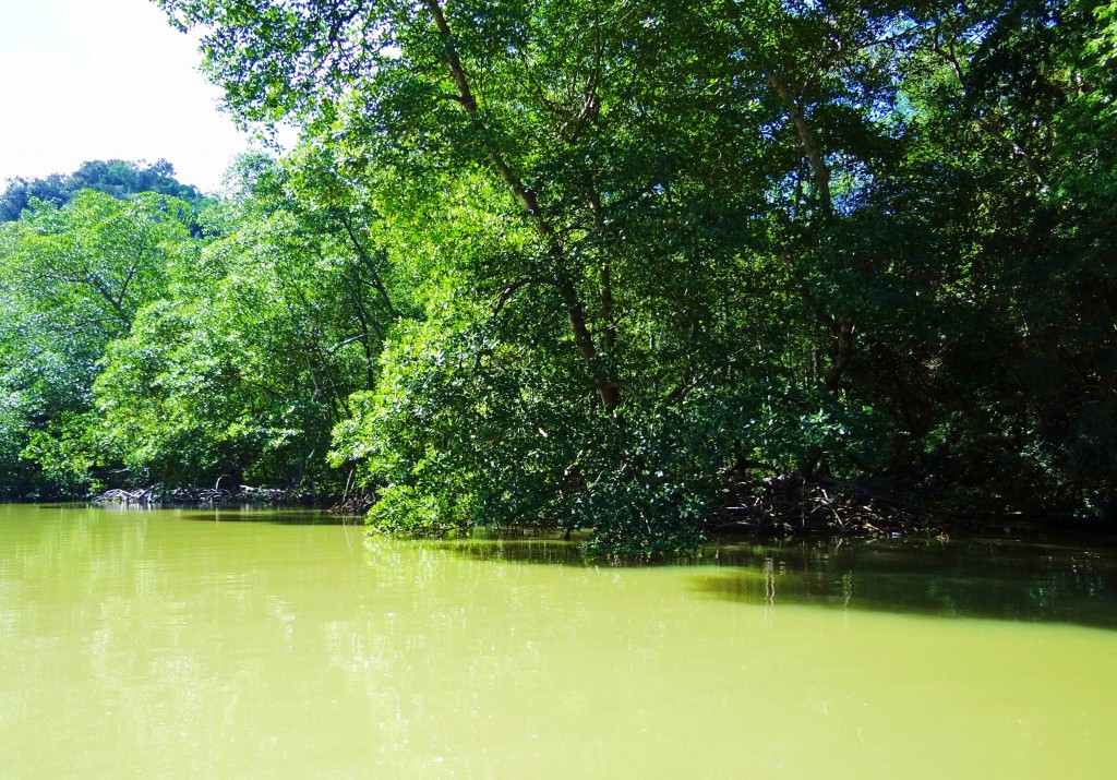 Foto: Parque Nacional Los Haitises - Parque Nacional Los Haitises (Hato Mayor), República Dominicana
