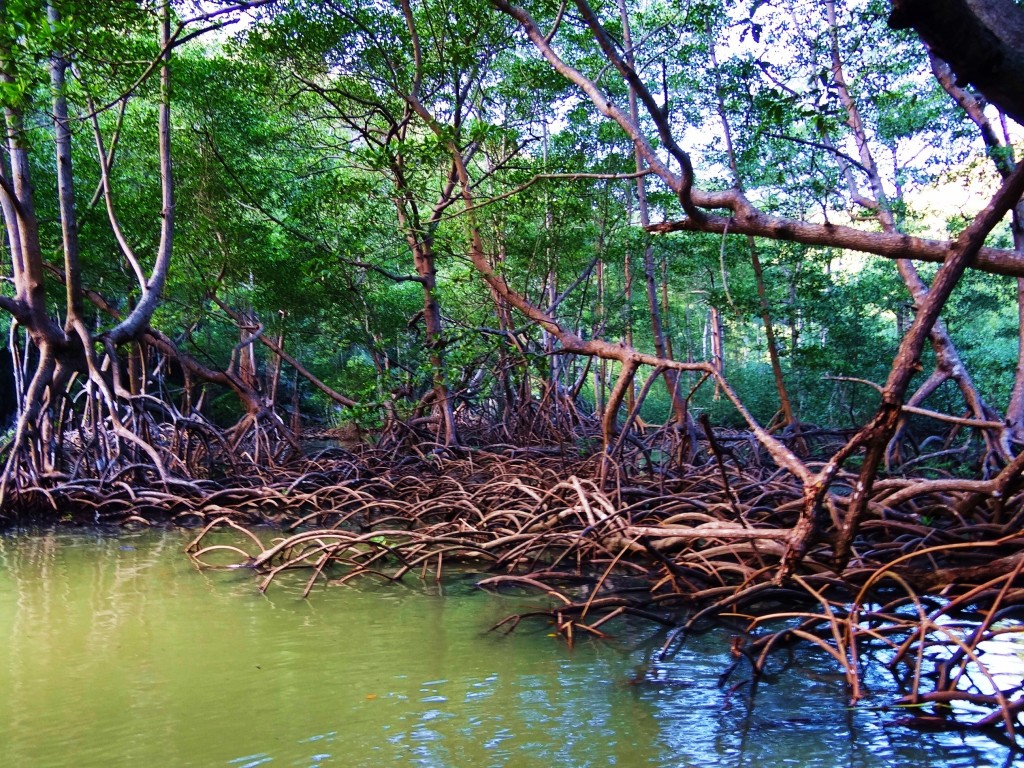 Foto: Parque Nacional Los Haitises - Parque Nacional Los Haitises (Hato Mayor), República Dominicana