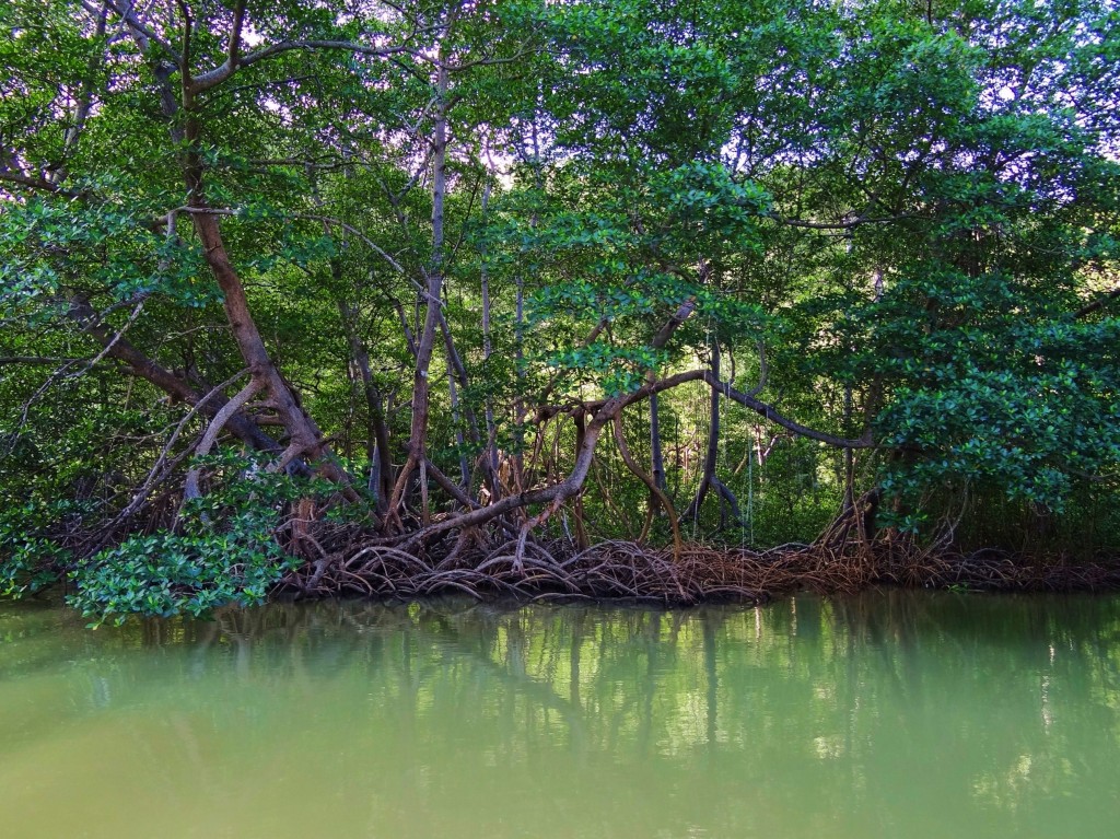 Foto: Parque Nacional Los Haitises - Parque Nacional Los Haitises (Hato Mayor), República Dominicana