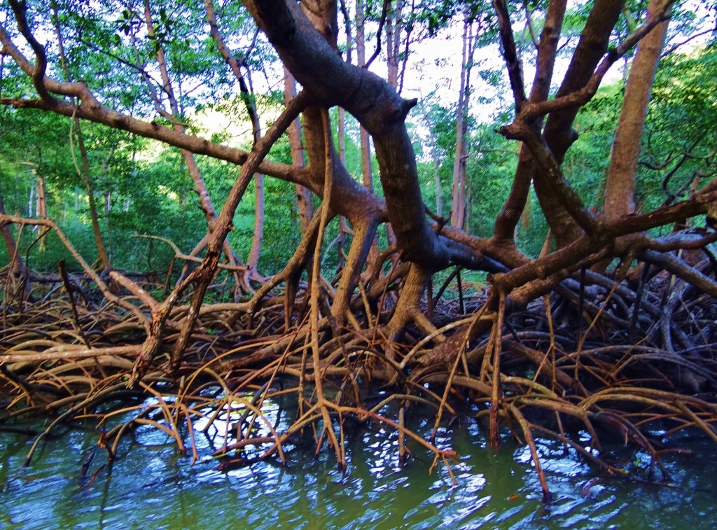 Foto: Parque Nacional Los Haitises - Parque Nacional Los Haitises (Hato Mayor), República Dominicana