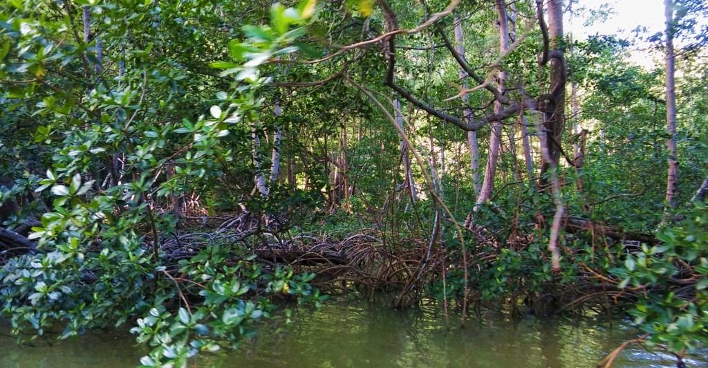 Foto: Parque Nacional Los Haitises - Parque Nacional Los Haitises (Hato Mayor), República Dominicana