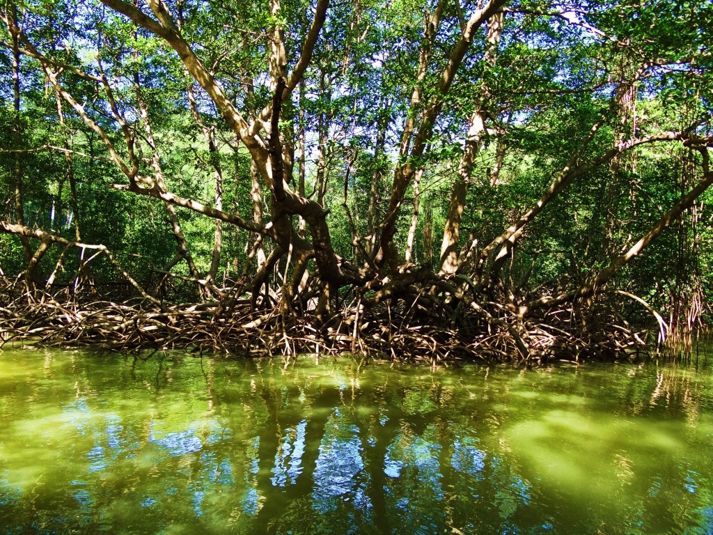 Foto: Parque Nacional Los Haitises - Parque Nacional Los Haitises (Hato Mayor), República Dominicana