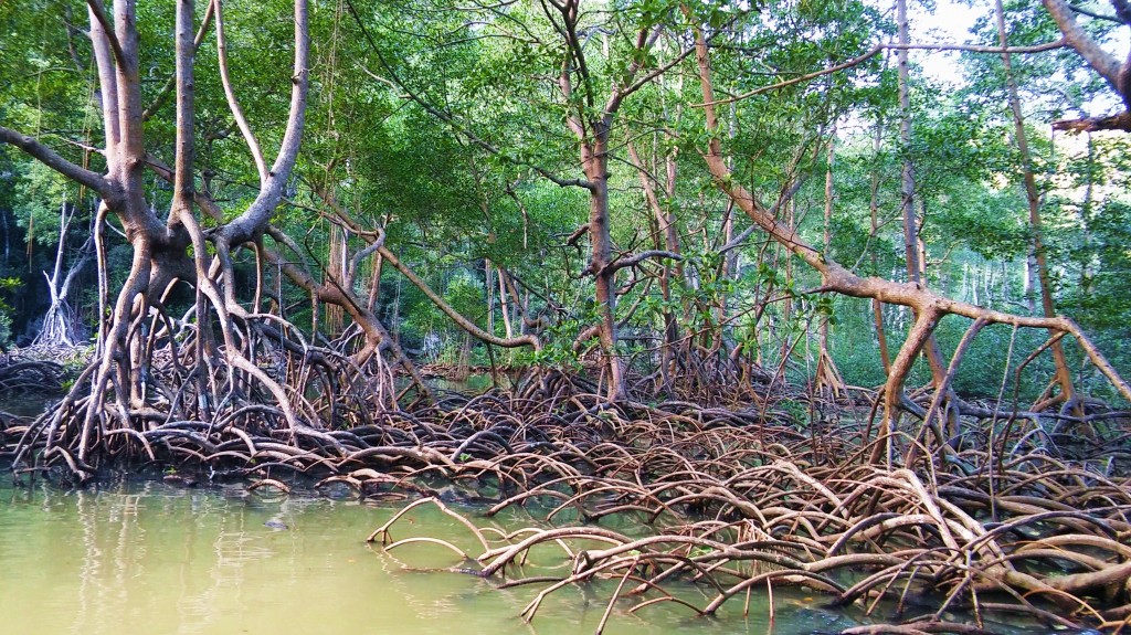 Foto: Parque Nacional Los Haitises - Parque Nacional Los Haitises (Hato Mayor), República Dominicana
