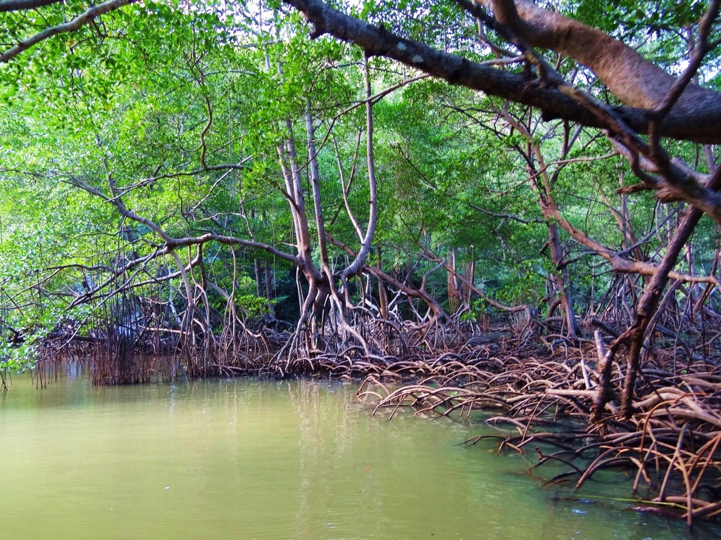 Foto: Parque Nacional Los Haitises - Parque Nacional Los Haitises (Hato Mayor), República Dominicana