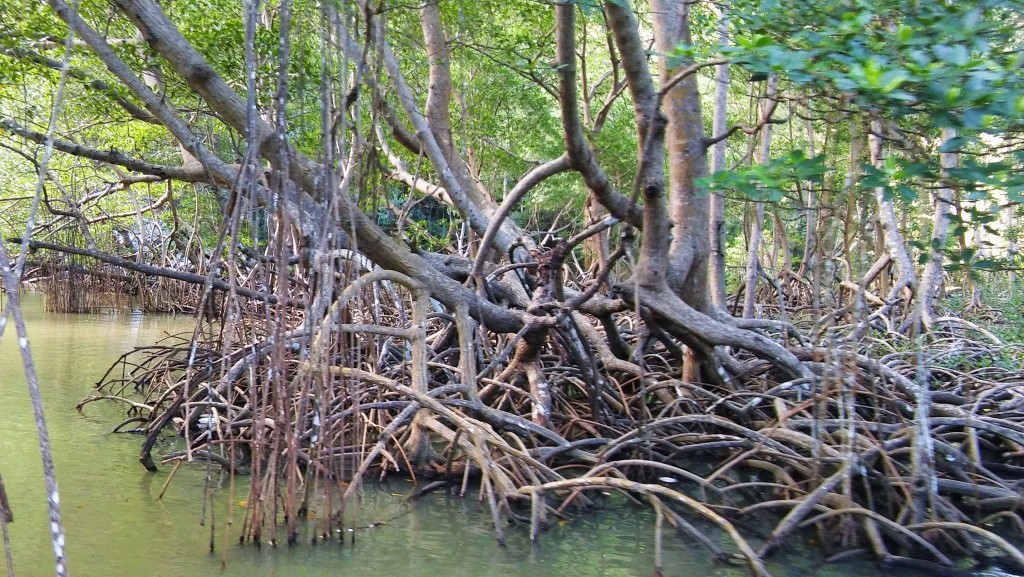 Foto: Parque Nacional Los Haitises - Parque Nacional Los Haitises (Hato Mayor), República Dominicana
