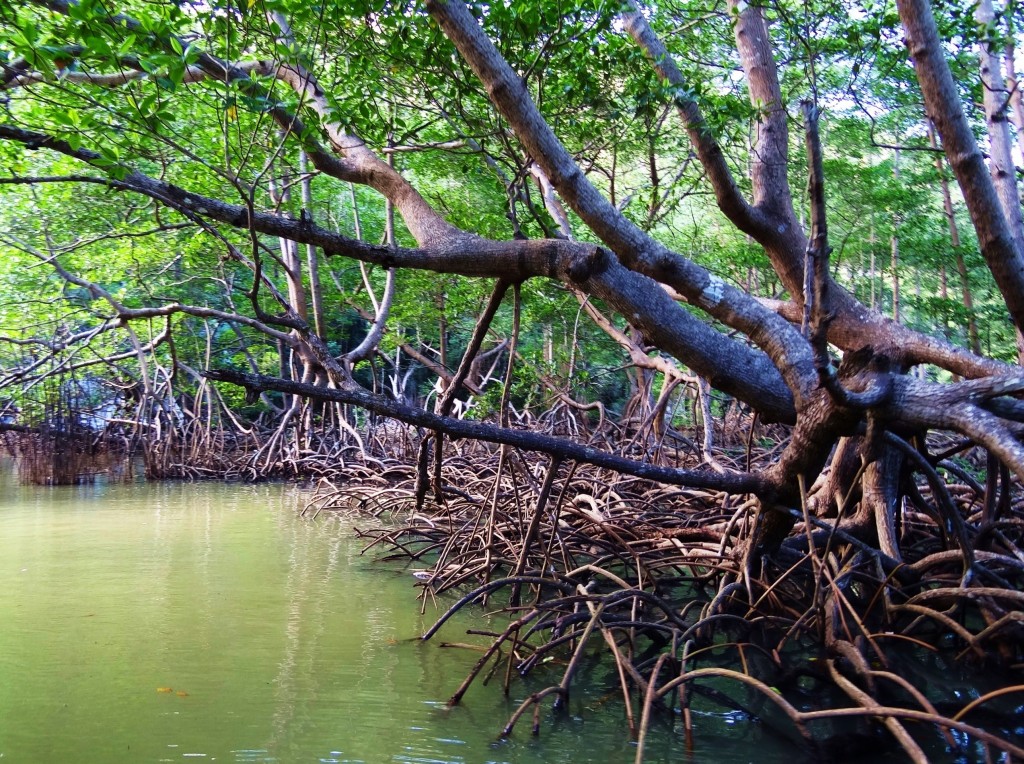 Foto: Parque Nacional Los Haitises - Parque Nacional Los Haitises (Hato Mayor), República Dominicana