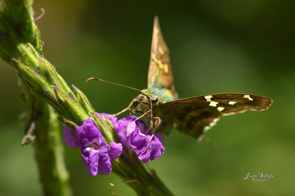 Foto: Insectos - Alajuela, Costa Rica