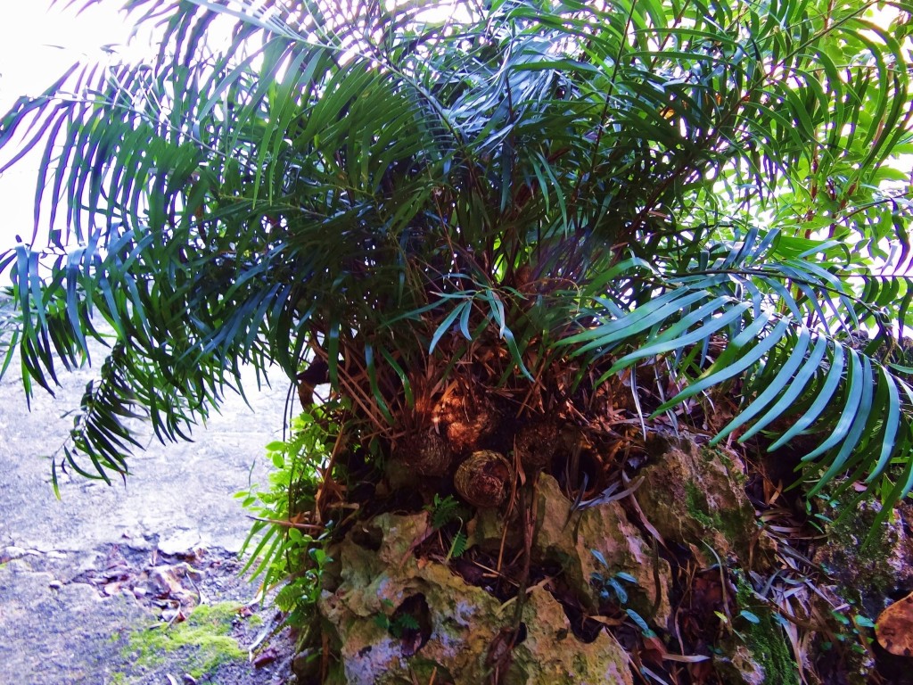 Foto: Cueva de La Arena - Parque Nacional Los Haitises (Hato Mayor), República Dominicana