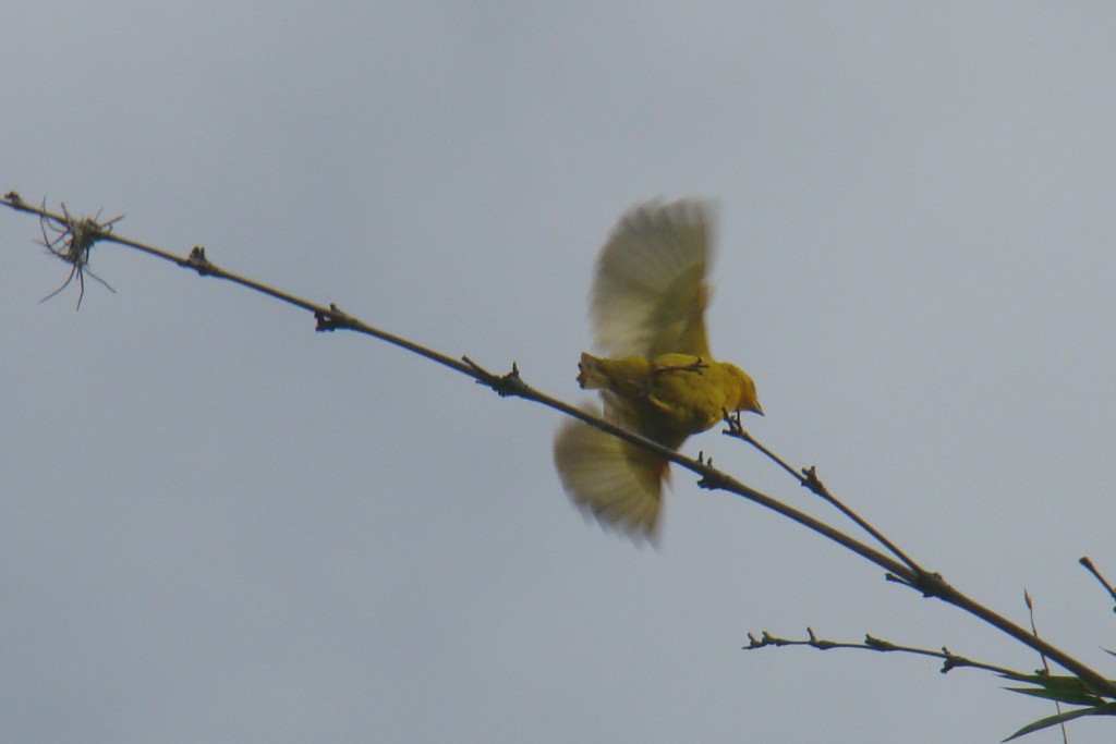Foto: Aleteo - Quebradanegra (Cundinamarca), Colombia