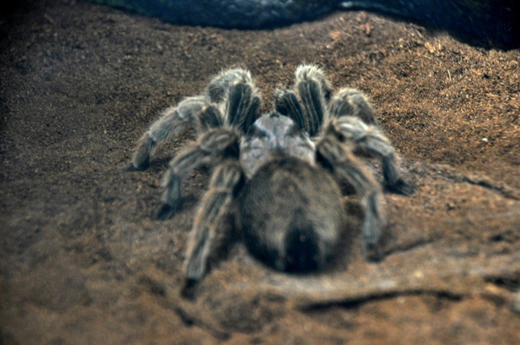 Foto: Tarantula - Valencia (València), España