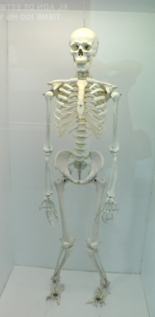 Foto: Esqueleto - Valencia (València), España