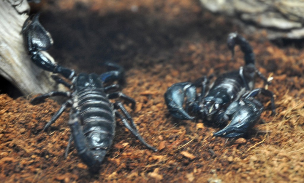 Foto: Escorpiones - Valencia (València), España