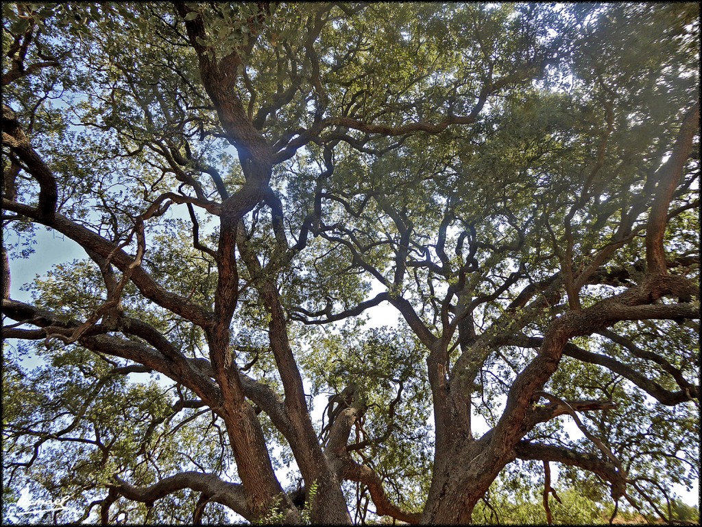 Foto: 170822-16 CASA DE LA VEGA - Embid de Aeiza (Zamora), España