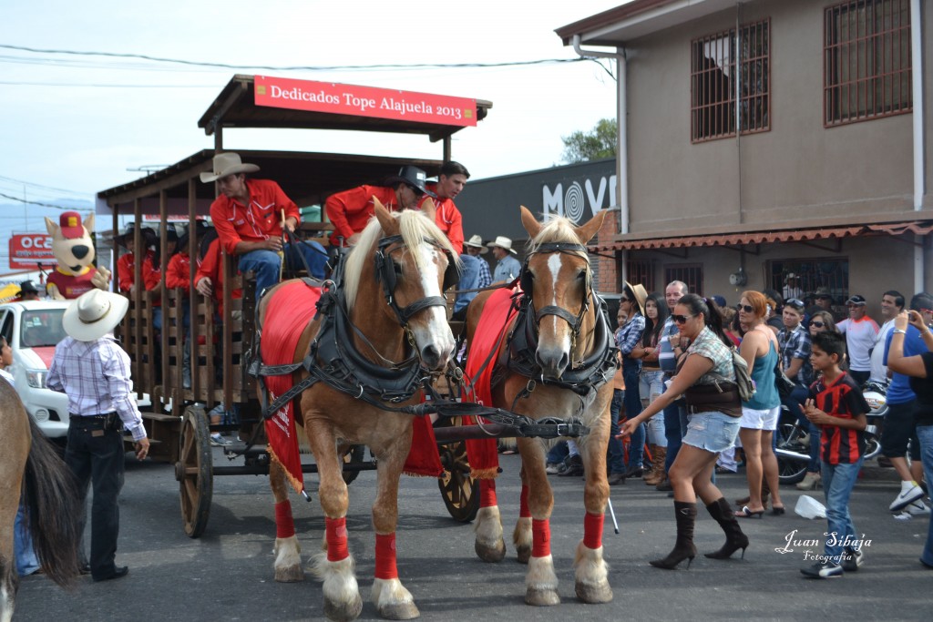 Foto: Tope Alajuela  2013 - Alajuela, Costa Rica