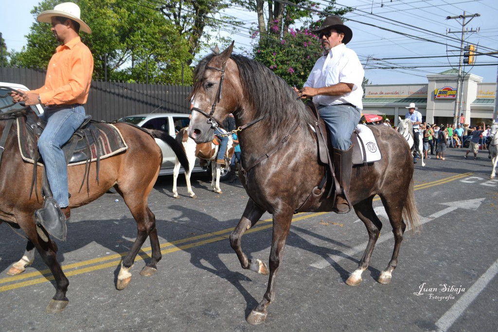 Foto: TOPE ALAJUELA 2013 - Alajuela, Costa Rica