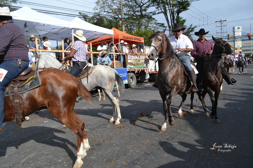 Foto: TOPE ALAJUELA 2013 - Alajuela, Costa Rica