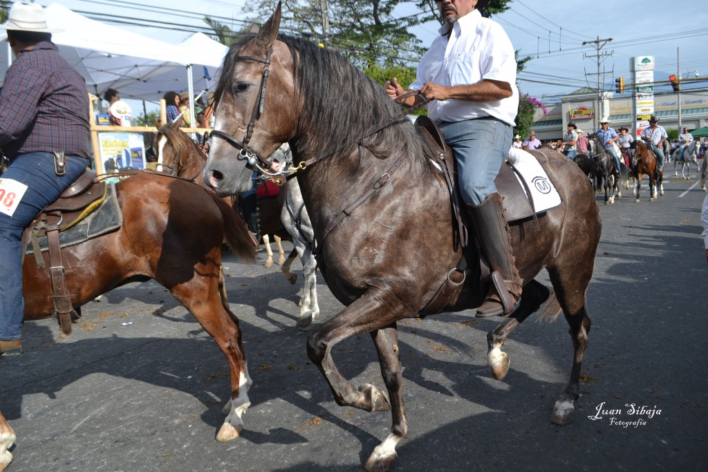 Foto: TOPE ALAJUELA 2013 - Alajuela, Costa Rica
