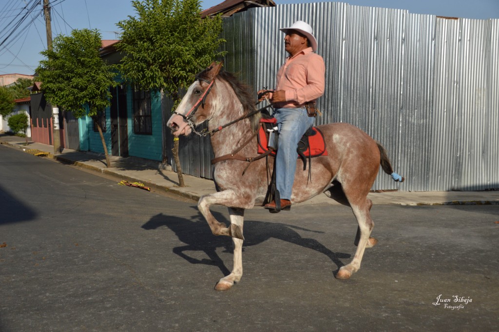 Foto: Tope Alajuela 2014 - Alajuela, Costa Rica