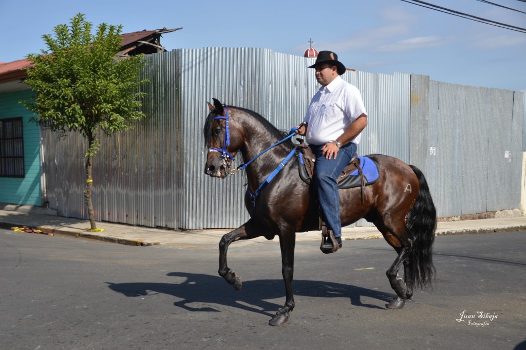 Foto: Tope Alajuela 2014 - Alajuela, Costa Rica