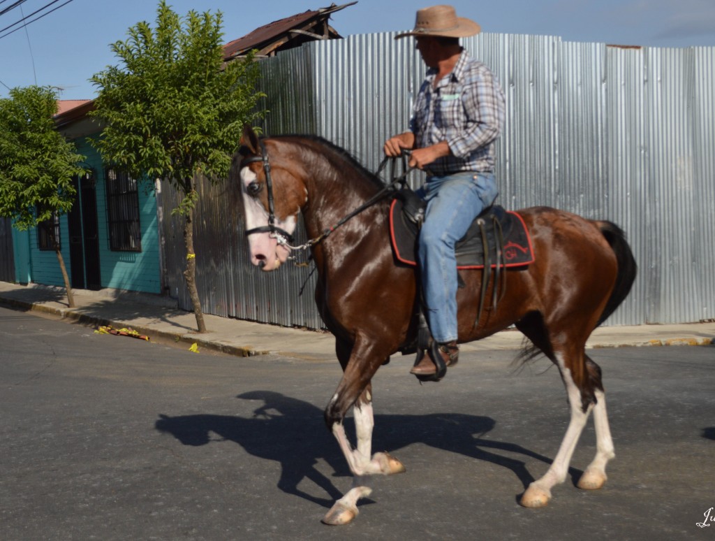 Foto: Tope Alajuela 2014 - Alajuela, Costa Rica