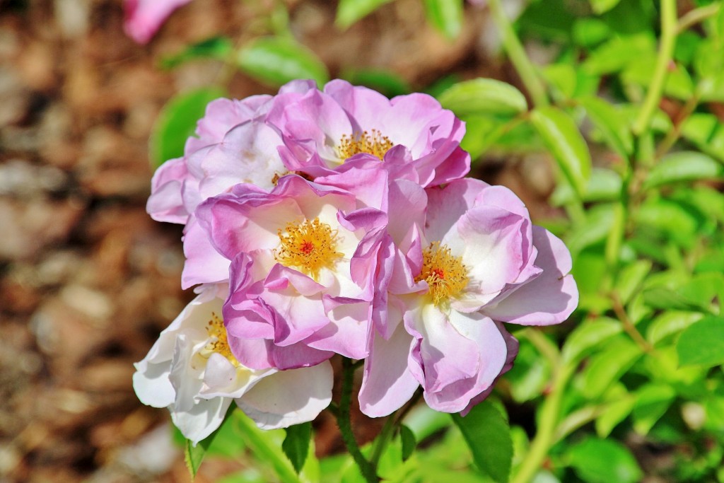 Foto: Concurso de rosas 2017 - Barcelona (Cataluña), España